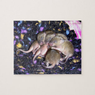 Maus Puzzle: Baby Agouti Mice