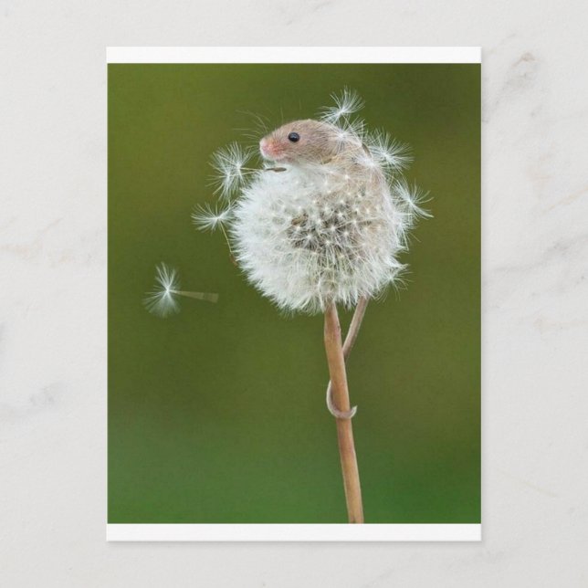 Maus wünscht postkarte (Vorderseite)