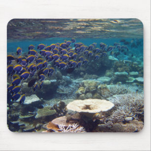 Mäusematte - taubenblauer Chirurg-Fisch Mousepad