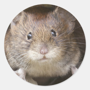 Mäuseporträt Runder Aufkleber