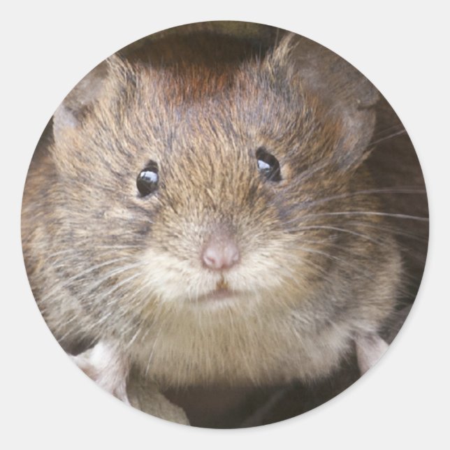 Mäuseporträt Runder Aufkleber (Vorderseite)