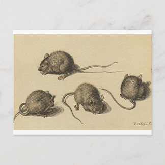 Mausklipart-2 Postkarte