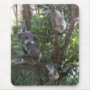 Mauspad Adoptiere ein Koala Australien