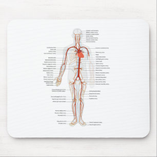 Mauspad Menschliches Kreislaufsystem