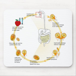Mausunterlage-Diagrammgiardia-Lebenszyklus-Parasit Mousepad