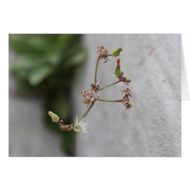 Mauvaise herbe (Devant horizontal)