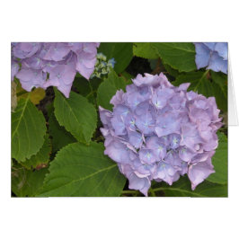 Mauve Hydrangea