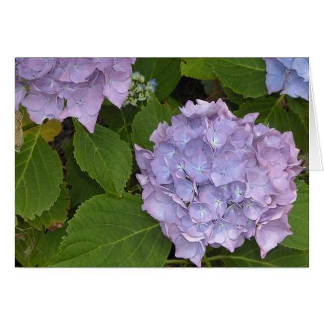 Mauve Hydrangea (Vorderseite (Horizontal))