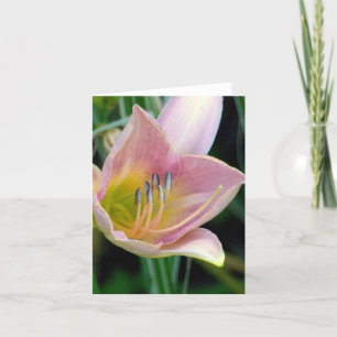 MAUVE-PINK DAY LILY/NAH-UP SHOT" KARTE