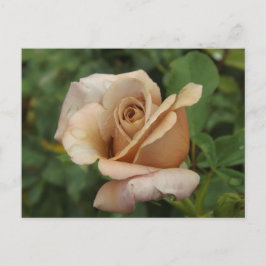 Mauve Rose Postcard Postkarte