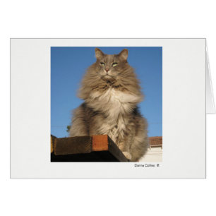 Max. Katze #-4