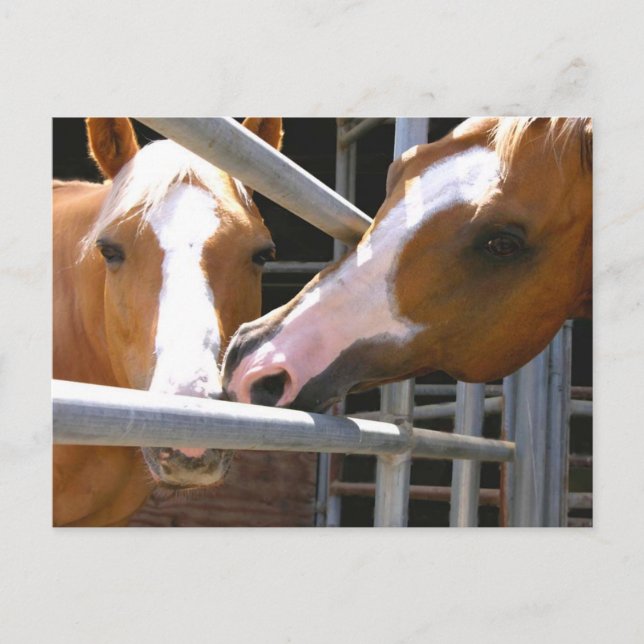 Max & Son Leonardo Postkarte (Vorderseite)