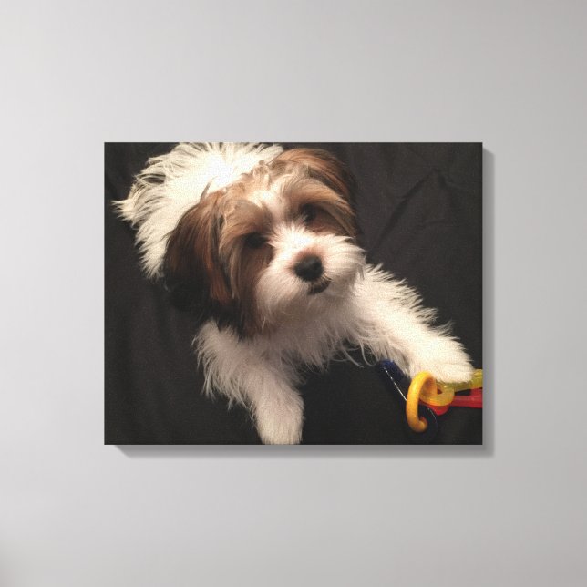 Max the Parti Yorkie Leinwanddruck (Vorderseite)