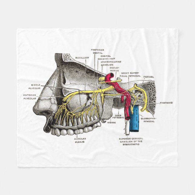 Maxillare Nervenmenschenanatomie Fleecedecke (Vorderseite (Horizontal))