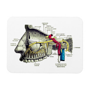 Maxillare Nervenmenschenanatomie Magnet