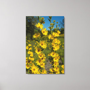 Maximilian-Sonnenblume (Helianthus Maximiliani) Leinwanddruck