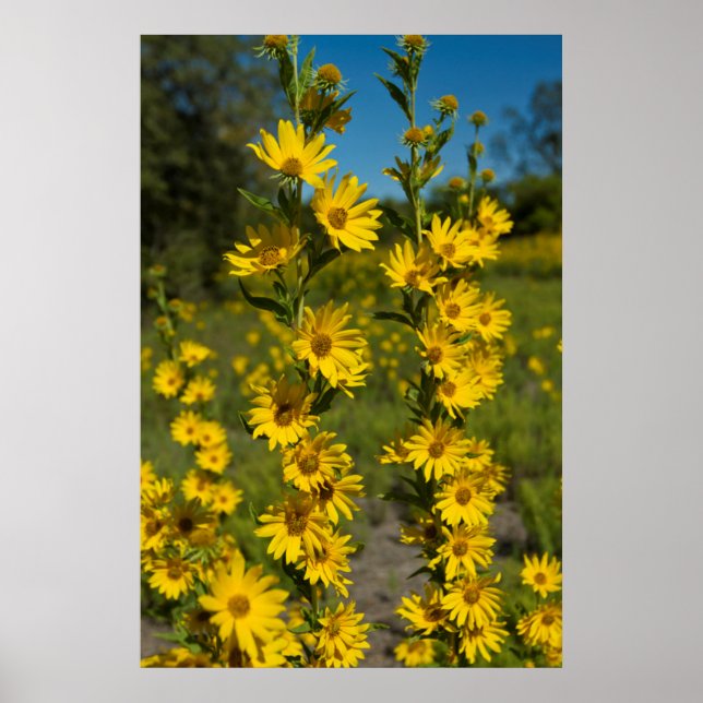 Maximilians Sonnenblume (Helianthus Maximiliani) Poster (Vorne)