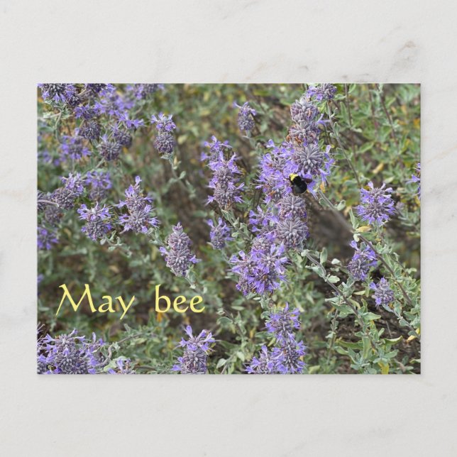 May Bee Postkarte (Vorderseite)