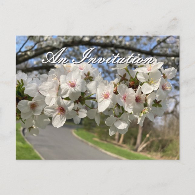 May Flowers Invitation Postcard (Devant)