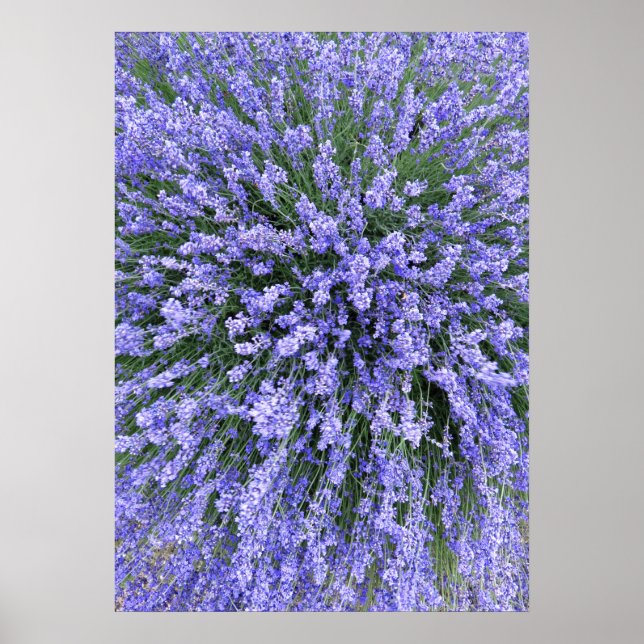 May Night Salvia Poster (Vorne)