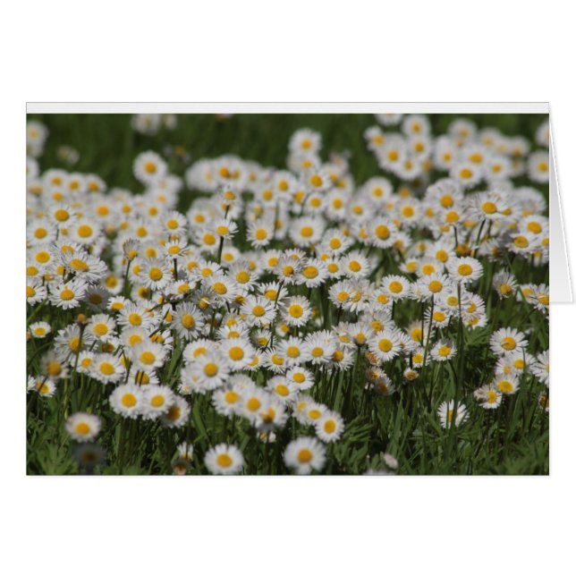 Mayday Daisies (Vorderseite (Horizontal))