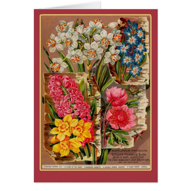 Mayflower Samen-Paket-Vintage Illustration (Vorne)