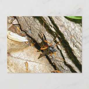 Mayfly Female Postcard Postkarte