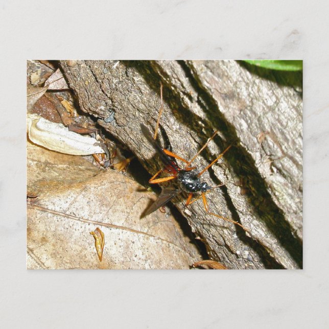 Mayfly Female Postcard Postkarte (Vorderseite)