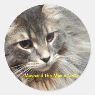 Maynard the Maine Coon Runder Aufkleber