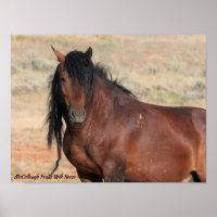 McCullough Peaks Wild Horses
