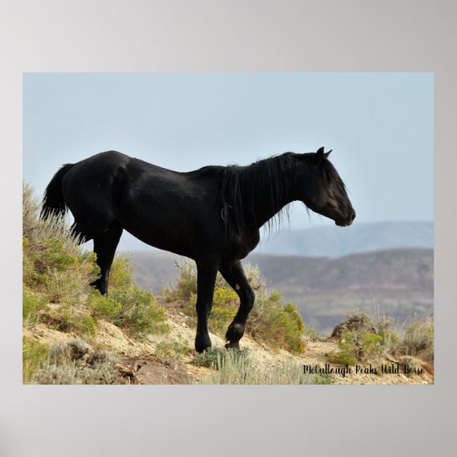 McCullough Peaks Wild Horses Poster (Vorne)