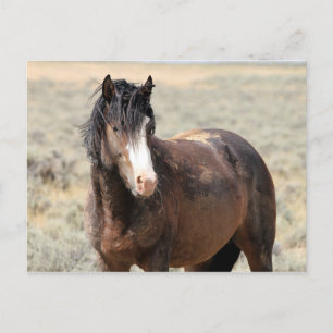 McCullough Peaks Wild Horses Postkarte