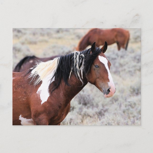 McCullough Peaks Wild Horses Postkarte (Vorderseite)