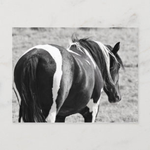 McCullough Peaks Wild Horses Postkarte