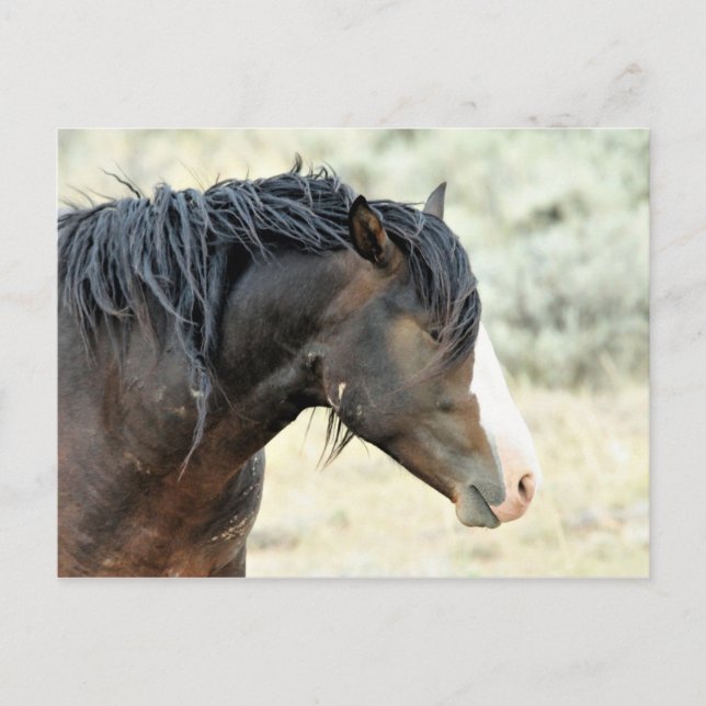 McCullough Peaks Wild Horses Postkarte (Vorderseite)