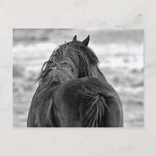 McCullough Peaks Wild Horses Postkarte
