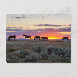 McCullough Peaks Wild Horses Postkarte