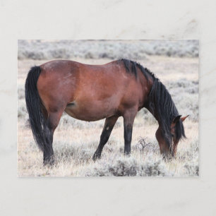 McCullough Peaks Wild Horses Postkarte