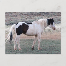 McCullough Peaks Wild Horses Postkarte