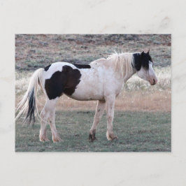 McCullough Peaks Wild Horses Postkarte