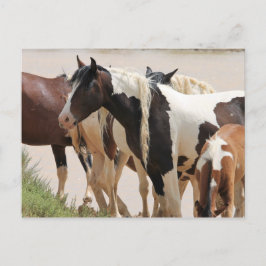 McCullough Peaks Wild Horses Postkarte