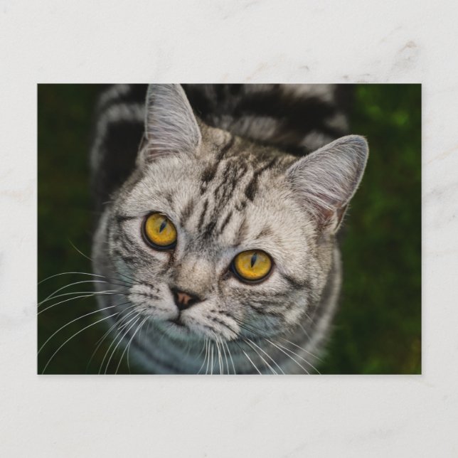 McGonagall Cat Postcard Postkarte (Vorderseite)