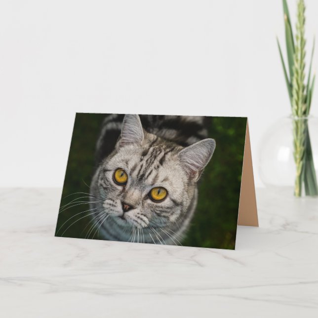 McGonagall Katzen-Grußkarte Karte (Vorderseite)