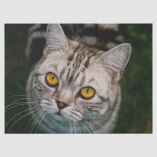 McGonagall-Katzengewebpapier Seidenpapier