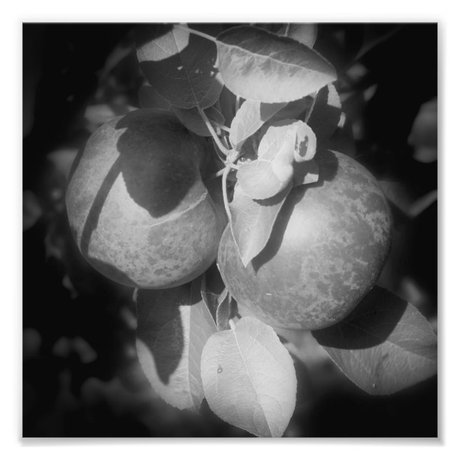 McIntosh Äpfel auf Bäumen in Schwarz und Weiß 8x8 Fotodruck (Vorne)