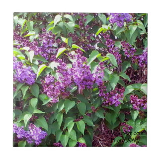 MClairArts PhotosNArt Fliese