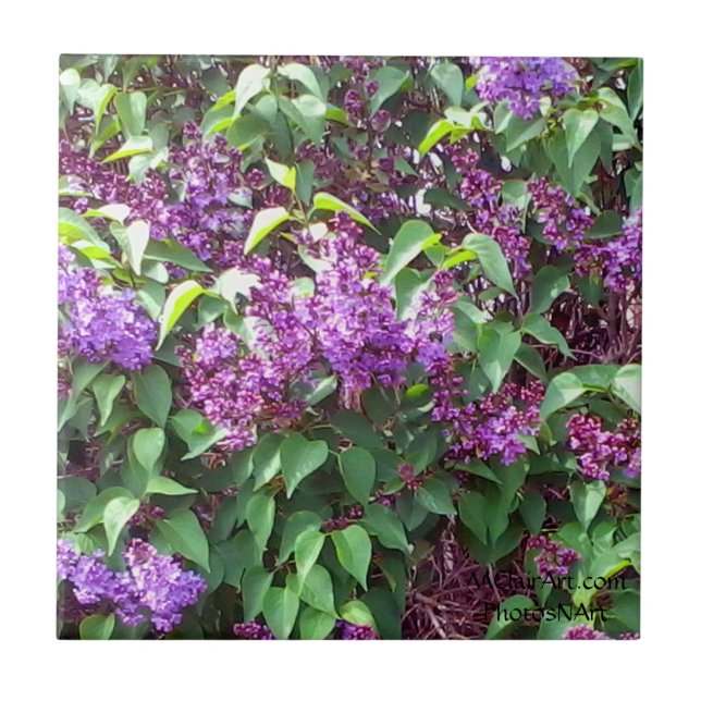 MClairArts PhotosNArt Fliese (Vorderseite)