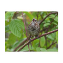 Me Chanter Une Carte Postale