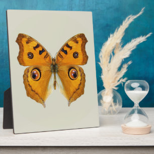 Meadow Argus Butterfly Fotoplatte