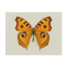 Meadow Argus Butterfly